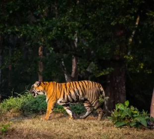 Nepal was supposed to double its tiger population since 2010. It tripled it