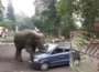Wild elephant 'toys' with a car in Guwahati, Assam