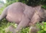 Assam: Two elephants were found dead in Joypur's Digboi