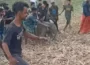 Assam: Villagers torture baby elephant in Hojai