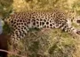 Assam Golaghat: Villagers killed leopard