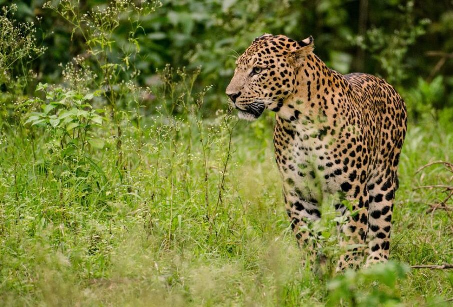 Assam: Dead body of leopard found in Meijan Tea State