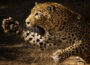 Khwaang: Two women injured in leopard attack