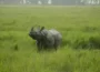 Assam: After encroachment clearance, Rhino returned to forest