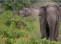 In wild Elephant attack a soldier crushed to death in Guwahati