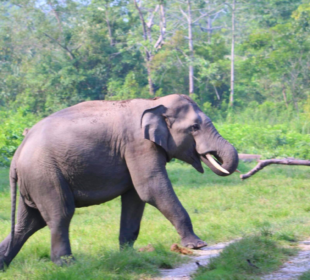 In Assam’s Nagaon man trampled by Elephant minor injured