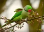 For trying to sell parakeets online YouTuber arrested in Assam
