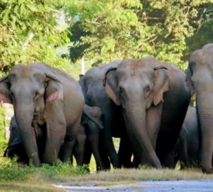 On May 12 Supreme Court to hear plea against Elephant trafficking