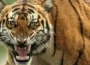 At Kaziranga National Park a Bengal Tiger found dead