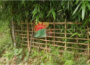 In kokrajhar partially torn ULFA-I flag found affixed to bamboo fence