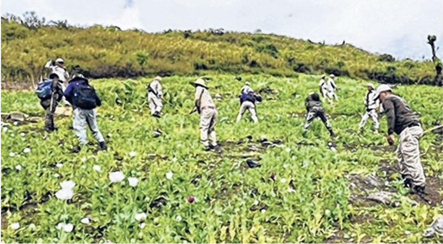 In Manipur IAF will use bomb to destroy Poppy fields, COCOMI