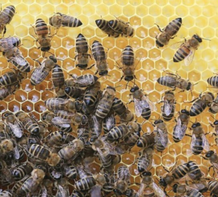 In Sepahijala distt, 8 including school children injured in bee attack